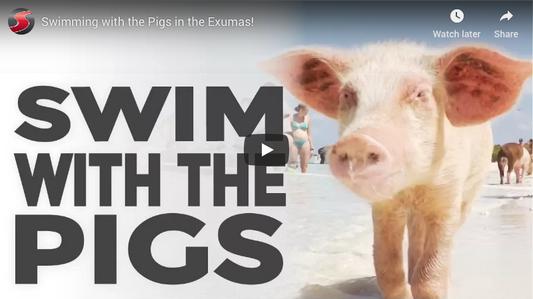 Link to Article: Swimming with the Pigs in the Exumas