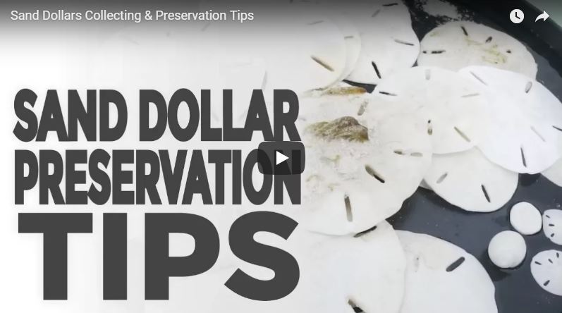 Link to Article: Learn How to Preserve your Sand Dollars